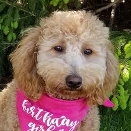 Hazel - Labradoodle