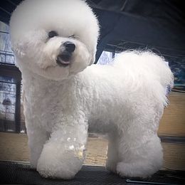 Bichon Frise puppies from Prime Paradise Kennel
