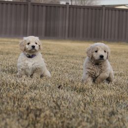 Goldendoodles from Alpine Angel Puppies