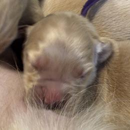 Girl 1 - female Golden Retriever puppy in Oklahoma City, Oklahoma from Shire Springs Kennels