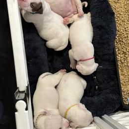 American Bulldog Puppies from DF's Unlimited Ruff
