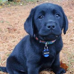 Labrador Retrievers from All Three Colors Labs