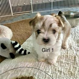 Girl 1 - White and tan female Morkie puppy in Ocala, Florida from Hummingbird Fields