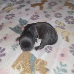 Shihpoo and Shih Tzu Puppies from Gemstone Puppies