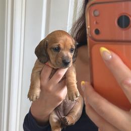 Female 1,490 - Wheaten female Dachshund puppy in Temecula, California from Odie and Ollie the Weiners