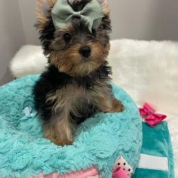 Lincoln - Black and tan male Yorkshire Terrier puppy in Belpre, Ohio from Blackwoods Yorkies