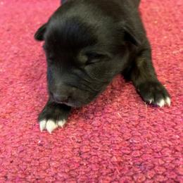 Maleficent - Black & white female Australian Shepherd puppy in Whitwell, Tennessee from Owl Hollow Farm