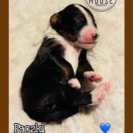 Paczki - Sable male Bernedoodle puppy in Belleville, Michigan from Moose Tracks Bernedoodles