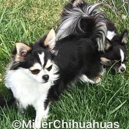 Classical Ballroom Cha Cha  - Chihuahua