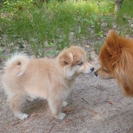Lady - Red and white Pomsky puppy in Baldwin, Michigan from House Snow: Kahleesie's Fireborn Pomskies