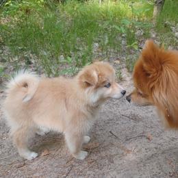 Lady - Red and white Pomsky puppy in Baldwin, Michigan from House Snow: Kahleesie's Fireborn Pomskies