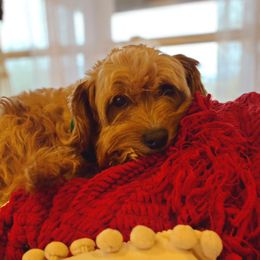 Copper - Cavapoo
