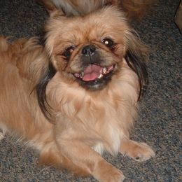 Pekingese from A&J Ranch