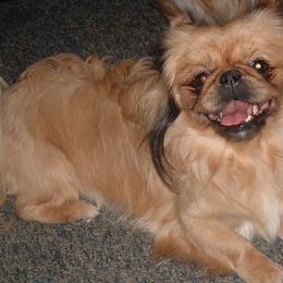 Pekingese from A&J Ranch