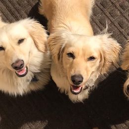 Dachshunds from Devoted Doxies Cream Dachshund