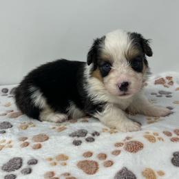 Sherbet (fluffy) - Black and tan male Pembroke Welsh Corgi puppy in Waco, Texas from The Comma Corgis