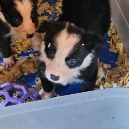 Black female 2 - Black female Border Collie puppy in Paige, Texas from 3D Mini Dachounds