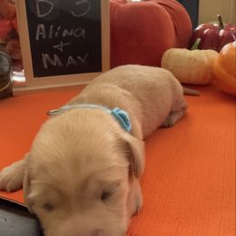 Boy 3 - - Cream male Dachshund puppy in Jackson, Mississippi from Doxies Galore