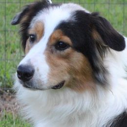 Gabby - Australian Shepherd