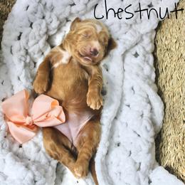 Chestnut - Apricot female Goldendoodle puppy in Casa Grande, Arizona from AzDoodle Dandies