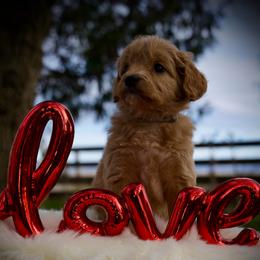 Sesame - Apricot female Goldendoodle puppy in Mc Arthur, California from California Golden Love