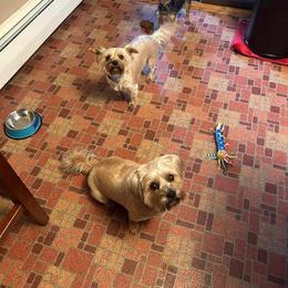 Morkies and Shorkies from Massachusetts Morkies