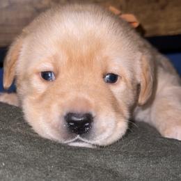 Chief - Yellow male Labrador Retriever puppy in Kossuth, Pennsylvania from Barrett Farm Labradors