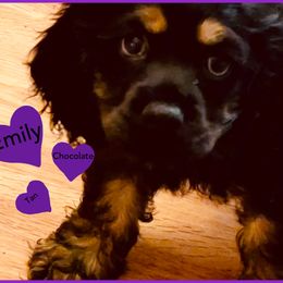 Cocker Spaniel Puppies from Angelic Cocker’s