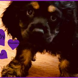 Cocker Spaniel Puppies from Angelic Cocker’s