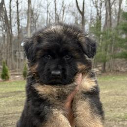 Bane - Black and red male German Shepherd puppy in Newtown, Connecticut from Von Tiffany Haus