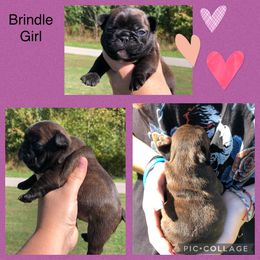 Boxer and French Bulldog Puppies from Blissful Euro Boxers & French Bull Dogs