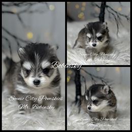 Mr Bobinsky - Black and white male Pomsky puppy in Rossville, Georgia from Scenic City Pomskies