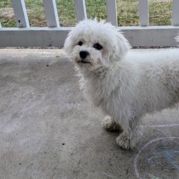Aussiedoodles, Bichon Frises, Miniature American Shepherds, and Miniature Australian Shepherds from Trailside Mini Aussies
