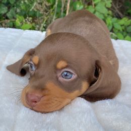 Dachshund puppies from Rockin’ S Kennel