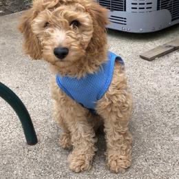 Goldendoodle Puppies from The Doodle grove