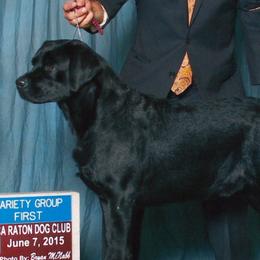 Labrador Retrievers from Everlasting Labradors