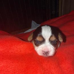 Crimson - Black & tan tri-color female Morkie puppy in Florence, Kentucky from 4paws4ever by Design