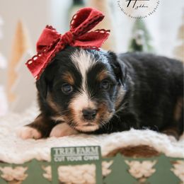 Toast - Black tri female Toy Australian Shepherd puppy in Charlestown, Indiana from Hydden Aussies