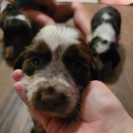 English Springer Spaniel Puppies from Savannah River Springers