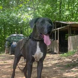 Moose - Great Dane