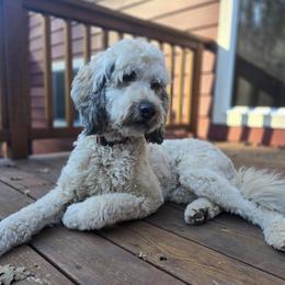 Roxie - Goldendoodle