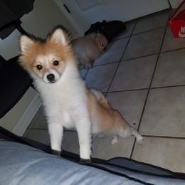 "Marlo" Pomeranian Puppies from Pomeranians Palace