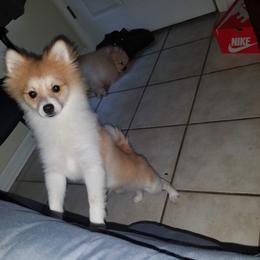 "Marlo" Pomeranian Puppies from Pomeranians Palace