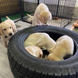 Labrador Retriever Puppies from Jewell Labradors