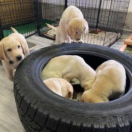 Labrador Retriever Puppies from Jewell Labradors