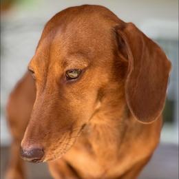 Mae - Dachshund