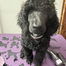 Pink - Black female Poodle puppy in Sioux Falls, South Dakota from Risa Poodles