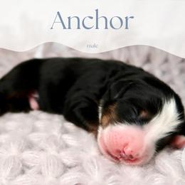 Anchor - Tri-color male Bernedoodle puppy in Bowling Green, Ohio from Windy Creek Doodles