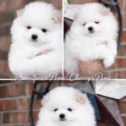Frost - Cream parti male Pomeranian puppy in Odessa, Texas from Cherry's Poms