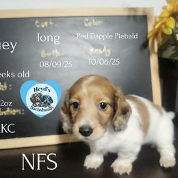 Sundae - Piebald male Dachshund puppy in Hoquiam, Washington from Heyd's Mini Dachshunds